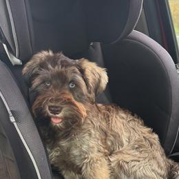 Sam - Miniature Schnauzer
