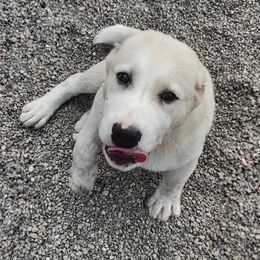 Central Asian Shepherd Dog Puppies from Guardian Dog