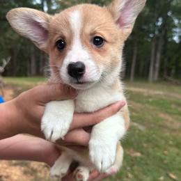 Star - Sable female Pembroke Welsh Corgi puppy in Rolla, Missouri from 4A Corgis