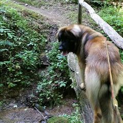 Leonberger All Grown Up from Copper Moon Leonbergers