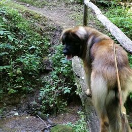 Leonberger All Grown Up from Copper Moon Leonbergers
