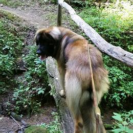 Leonberger All Grown Up from Copper Moon Leonbergers