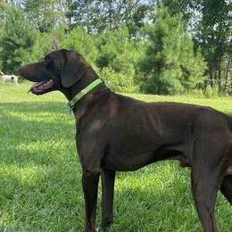 Sawyer - German Shorthaired Pointer