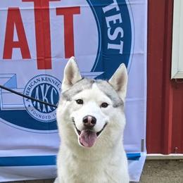 Siberian Huskies from Shimmermint Siberians