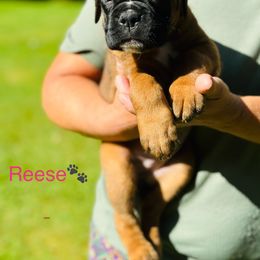 Reese - Boxer puppy from MK Boxer Haven of CNY