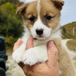Dingo - Red male Pembroke Welsh Corgi puppy in Manchester, Kentucky from Riverside Corgis
