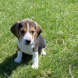 Beagles, Cavalier King Charles Spaniels, and Cavapoos from Beagles and Beyond, LLC