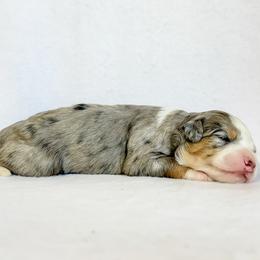 Brûlée - Blue merle female Aussiedoodle puppy in Sharpsburg, Georgia from Steindoodles