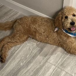 Goldendoodles and Poodles from BA Goldendoodles