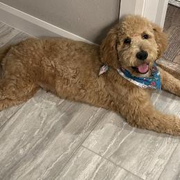 Goldendoodles and Poodles from BA Goldendoodles