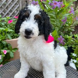Monica - Tri-color female Bernedoodle puppy in The Woodlands, Texas from Gracie's Goldendoodles and Bernedoodles