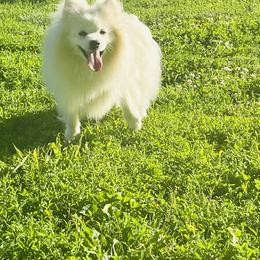 Bentley - White male Pomeranian puppy in St. Louis, Missouri from Saint Louis Pomeranian babies