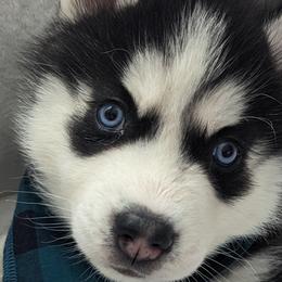 Boy 2 - Black and white Siberian Husky puppy in Carnegie/Pittsburgh, Pennsylvania from 3 Rivers Siberians(Richard's)