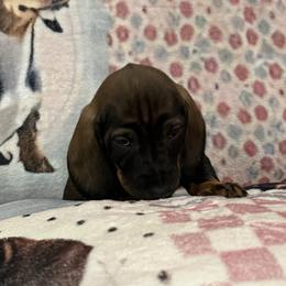 Fritz - Wild boar male Dachshund puppy in Superior, Montana from Never Land Dachshunds of Montana