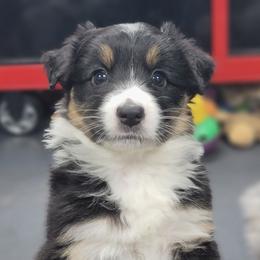 Penny - Black tri-color female Australian Shepherd puppy in Trout Run, Pennsylvania from Rose Valley Aussies