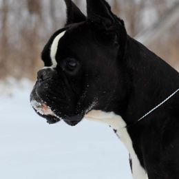 Boxer puppies from Rorschach Boxers