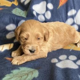 Girl 1 - Apricot female Goldendoodle puppy in Lapeer, Michigan from Doodle All Day
