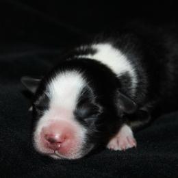 Chance - Black tri-color female Australian Shepherd puppy in Colorado Springs, Colorado from Rocky Mountain Aussies