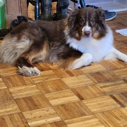 Sissy - Australian Shepherd