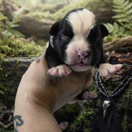 Carry (girl) - Brindle female Boxer puppy in Red Boiling Springs, Tennessee from Silver Rain
