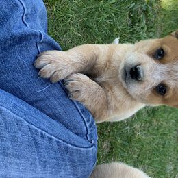 Australian Cattle Dog Puppies from Oakley ACDs