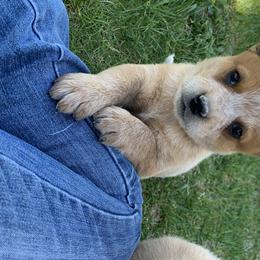 Australian Cattle Dog Puppies from Oakley ACDs