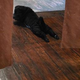 Gwen - Black sable female Chinese Shar-Pei puppy in Ste. Marie, Illinois from JoShel’s Silver Lined Wrinkles and Tails