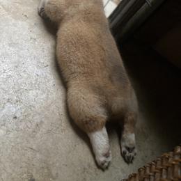Pembroke Welsh Corgi Puppies from Dalton Family Corgis