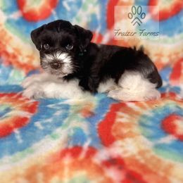 Grady - Parti male Miniature Schnauzer puppy in Happyland, Oklahoma from Fraizer Farms