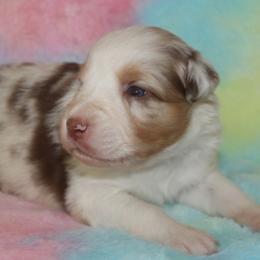 IssaBelle - Red merle female Australian Shepherd puppy in Granville, Ohio from River Trails Aussies