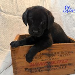 Steve - Black male Labrador Retriever puppy in Farmington, Missouri from Granite Creek Kennel