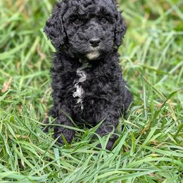Poodle Puppies from Moirae Poodles