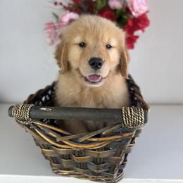 Mr Teal - Golden male Golden Retriever puppy in Moapa, Nevada from Little Bitta Luck Farms