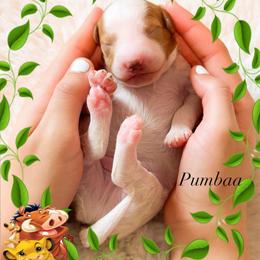 Pumbaa - Red  male Goldendoodle puppy in Kissimmee, Florida from Poodle Doodle Kennels