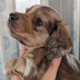 Boy 3 - Dachshund puppy in Homosassa, Florida from Foxies Doxies