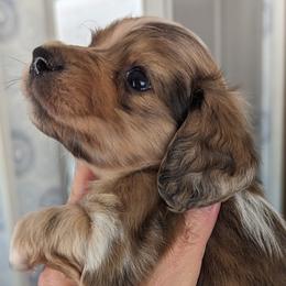 Boy 3 - Dachshund puppy in Homosassa, Florida from Foxies Doxies