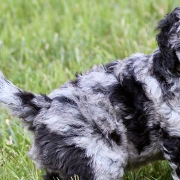 Goldendoodles from JiggyBuck Pups