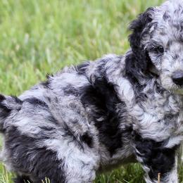 Goldendoodles from JiggyBuck Pups