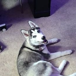 Siberian Husky All Grown Up from The Husky Barn