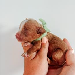 Junie - Lime collar girl - Red  female Goldendoodle puppy in Ruthorfordton, North Carolina from Duncan Doodles Goldendoodles
