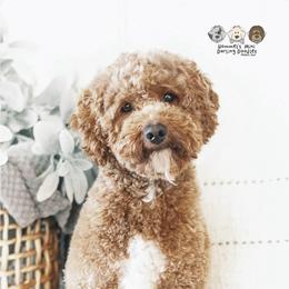 Bing - Goldendoodle