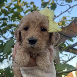 Lily - Dark golden female Golden Retriever puppy in North Highlands, California from The Purrfectpups