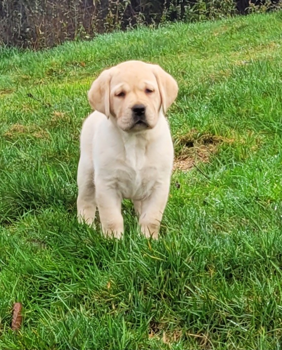 Labrador Retriever Puppies from East Deep River Farm and Labradors