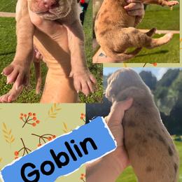 Goblin - Merle male Great Dane puppy in Wellsville, New York from Prophecy Danes