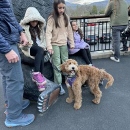 Goldendoodle All Grown Up from Golden Hearted Goldendoodles