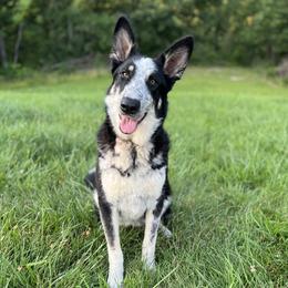 Mei - Panda female German Shepherd puppy in Higbee, Missouri from Kyon Kennel LLC