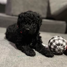 Portuguese Water Dogs from Oakhillpwd