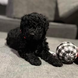 Portuguese Water Dogs from Oakhillpwd