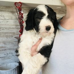 Pyredoodle and Sheepadoodle Puppies from Davis Family Doodles
