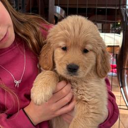 Dasher - Golden male Golden Retriever puppy in Seville, Ohio from Retriever Ranch